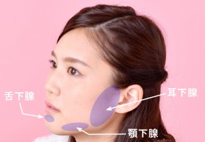 舌下腺、顎下腺、耳下腺の場所