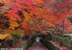 興聖寺の紅葉