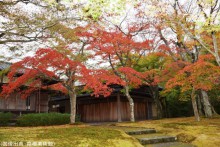 箱根美術館の紅葉