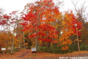 大沼国定公園の紅葉