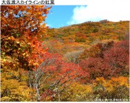 大佐渡スカイラインの紅葉
