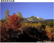 乗鞍高原の紅葉
