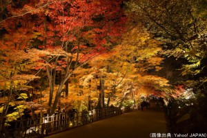 東山動植物園の紅葉