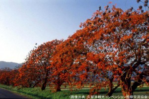 久留米の柳坂曽根の櫨並木の紅葉