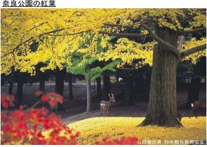 奈良公園の紅葉