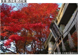 宇治(三室戸寺)の紅葉