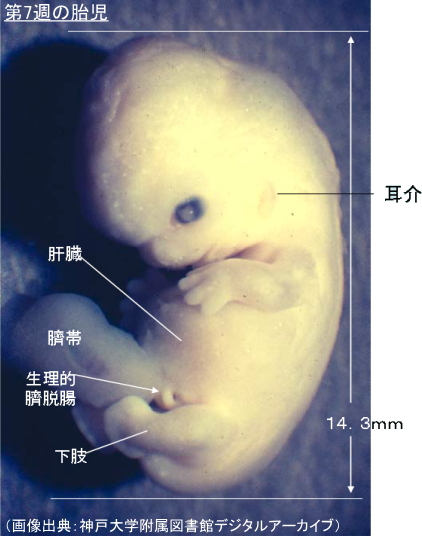 第7週の胎児