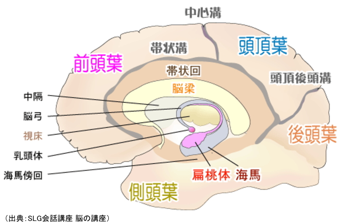 大脳辺縁系