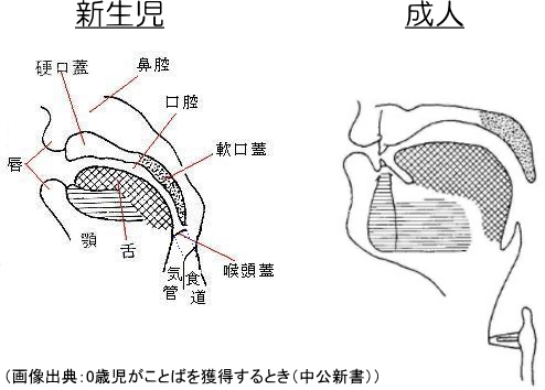 新生児と成人の喉の構造