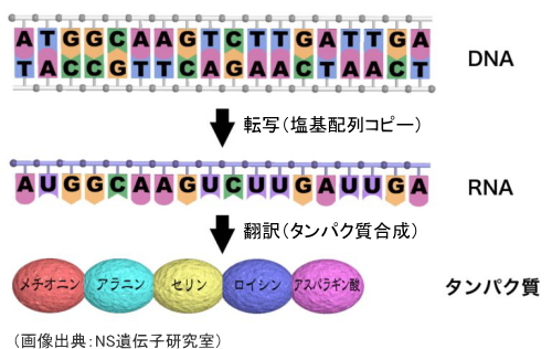 DNA、RNA、タンパク質の関係（中心教義）