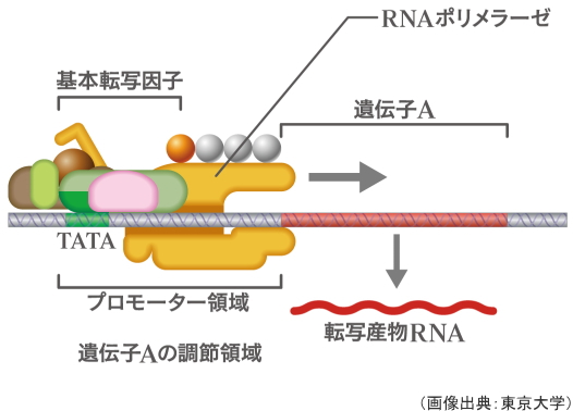 プロモーター領域、RNAポリメラーゼ、転写因子