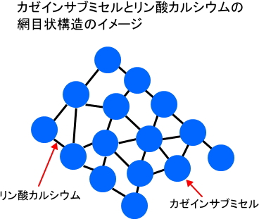 カゼインサブミセルとリン酸カルシウムの網目状構造のイメージ
